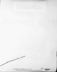 Epidochium affine image